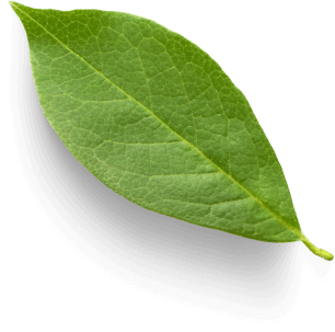 Sobre Té Guarani 1 folhas 3